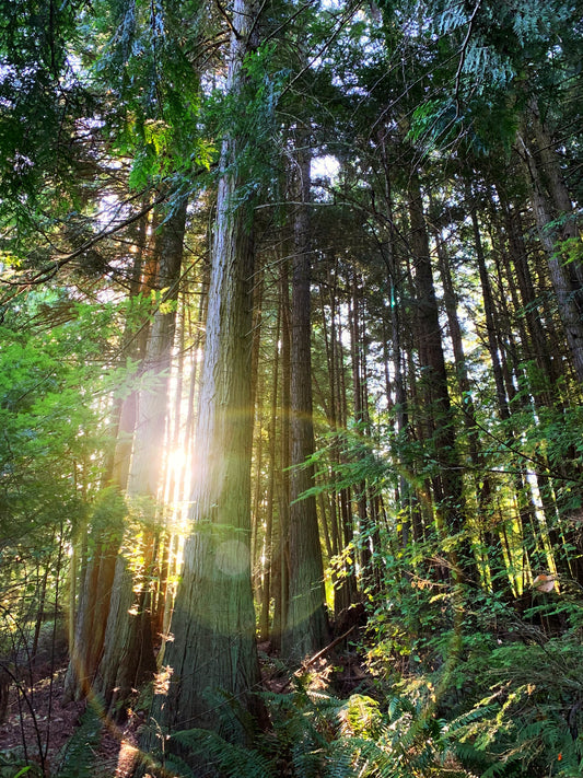 White Cedar